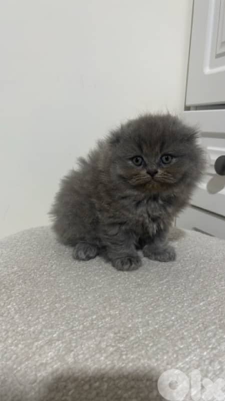 Exclusive premium kitten 2