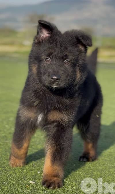 German Shepherd
