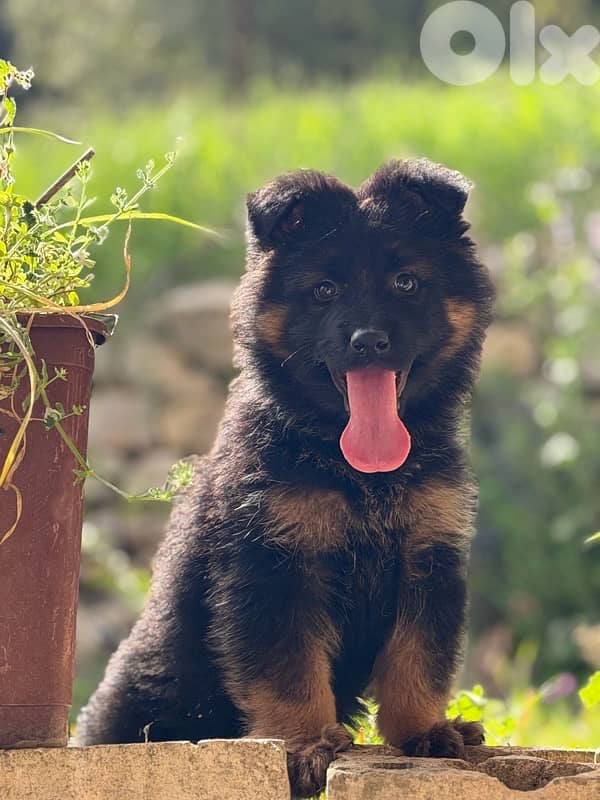 German Shepherd 1