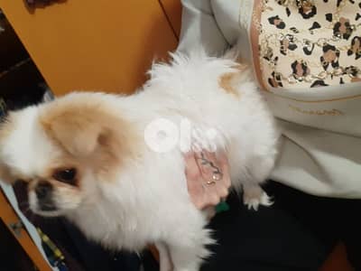 pekinois bidal small ma byikbar . intelligent. cute dog. like babies  .