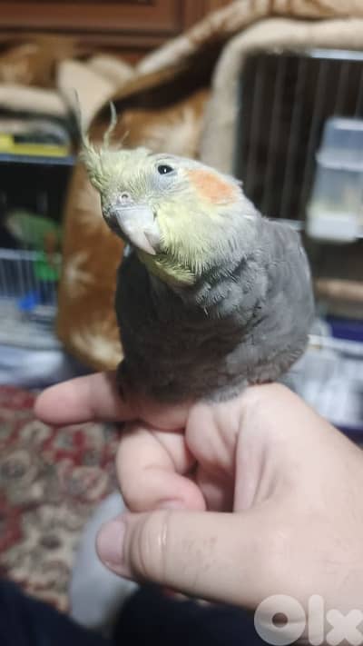 كروان ذكر نص مروض