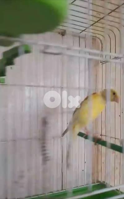 كنار  بندوق كوبرا