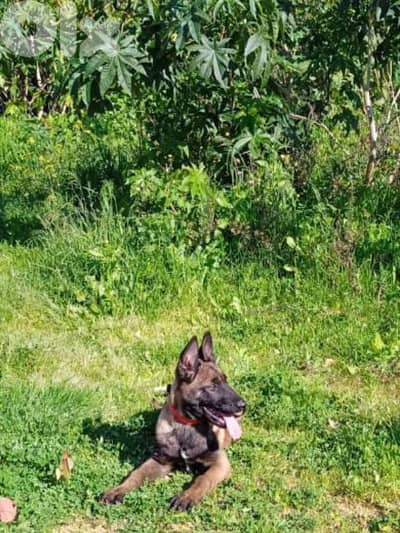 Professional Puppy Training Services