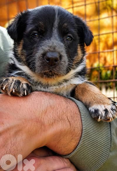 انثى جيرمن مالينوا شيبرد