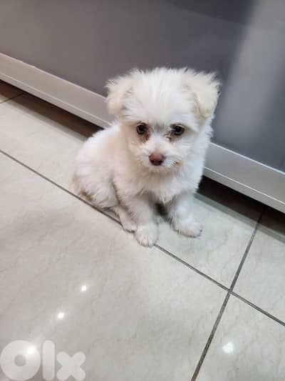 CUTEST MALTIPOO - 5 months Old