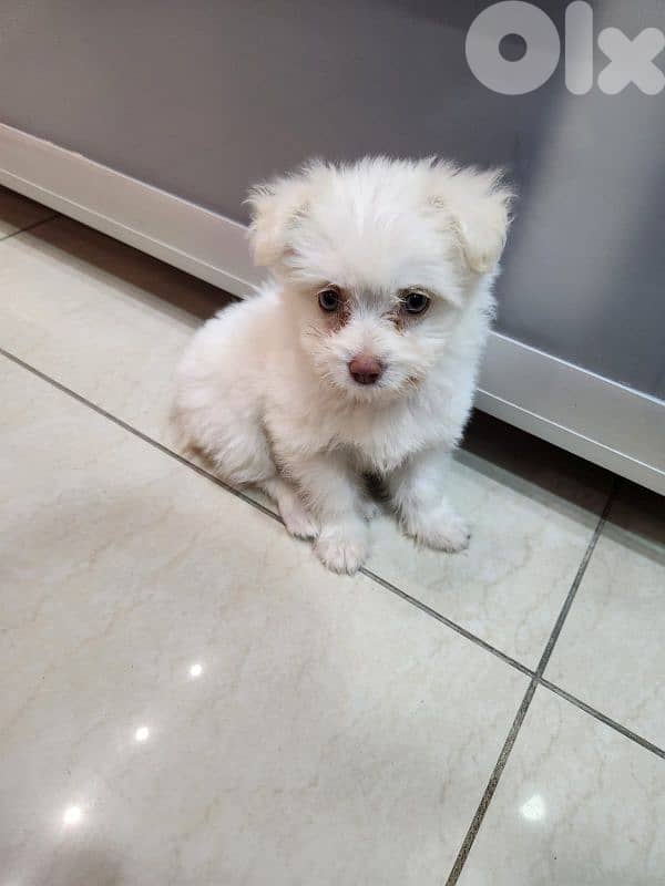 CUTEST MALTIPOO - 5 months Old 1