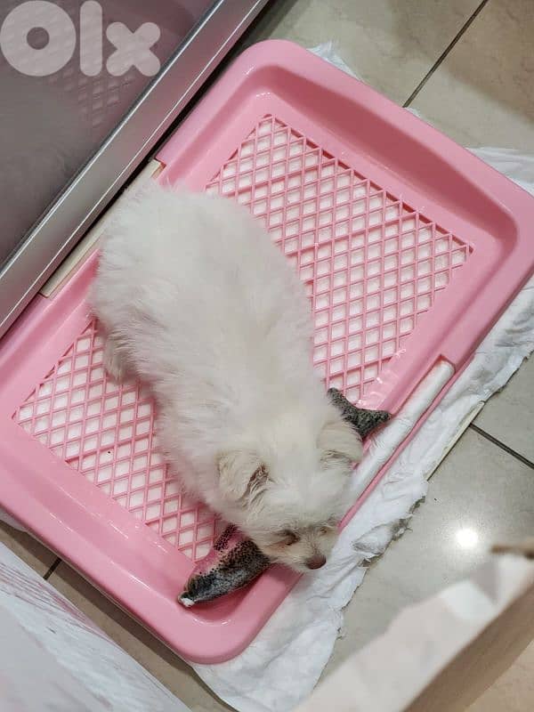 CUTEST MALTIPOO - 5 months Old 2