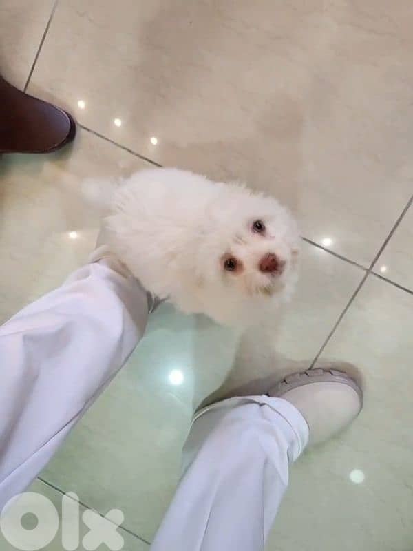 CUTEST MALTIPOO - 5 months Old 3