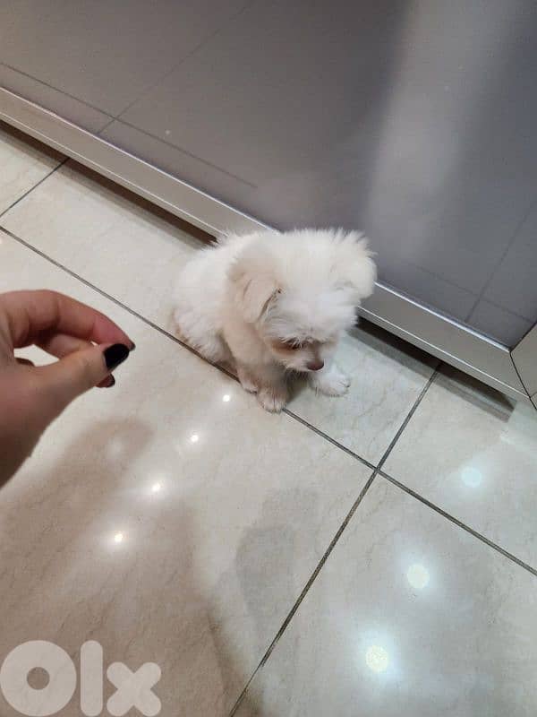 CUTEST MALTIPOO - 5 months Old 4