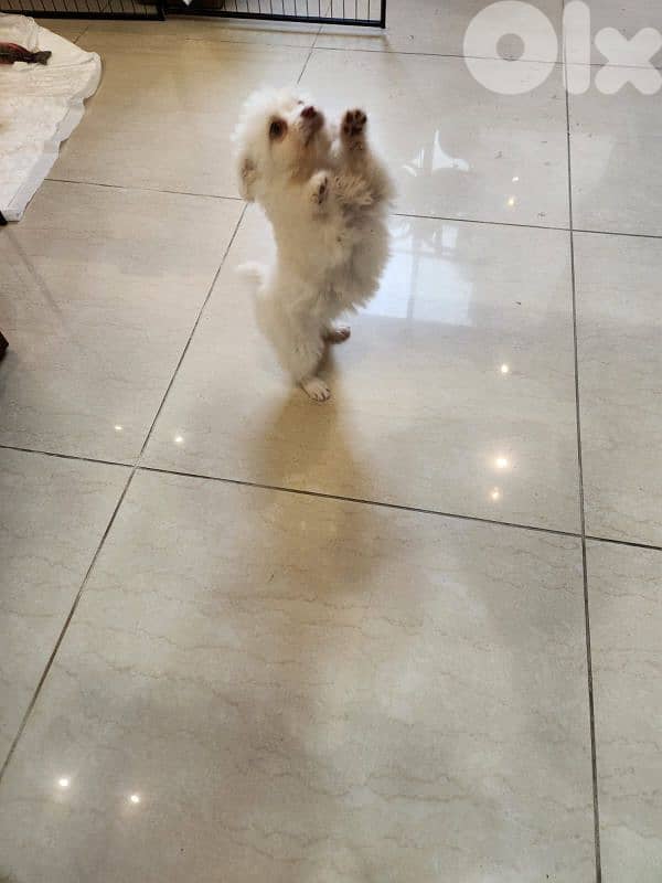 CUTEST MALTIPOO - 5 months Old 5