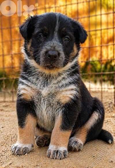 انثى جيرمن مالينوا شيبرد