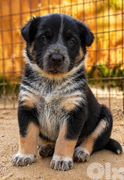 انثى جيرمن مالينوا شيبرد