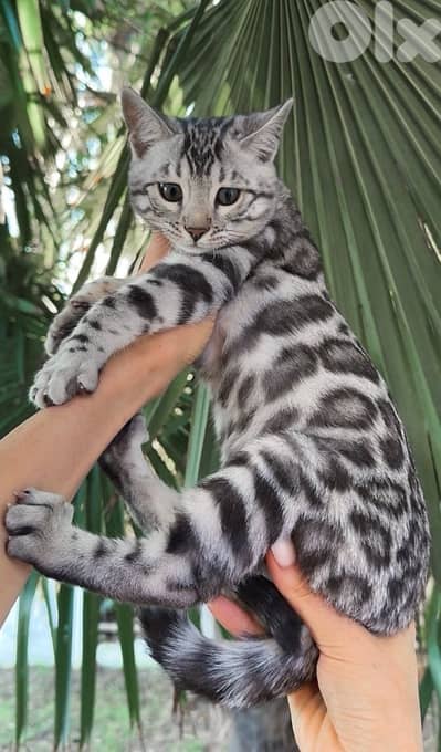 Pure Bengal kittens available in store & delivery
