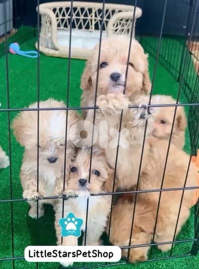 Cutest Toy Maltipoo puppies available