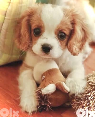 Cavalier King Charles Spaniel puppy / dog / كلب / كلاب