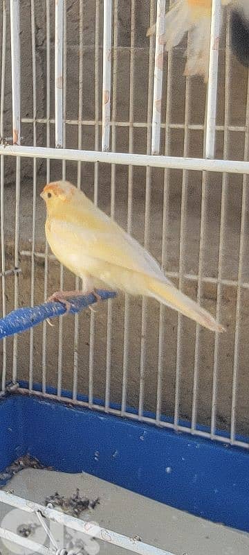 الشوف بعقلين