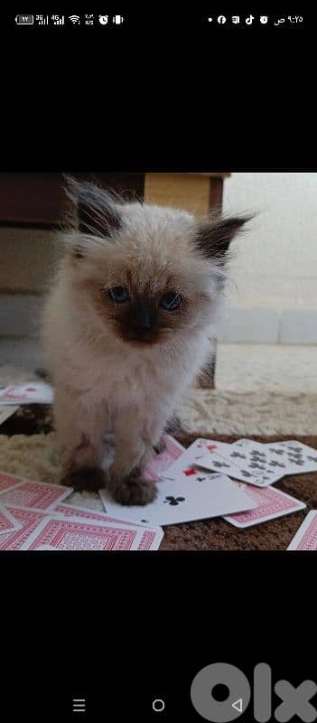 جبل لبنان الدامور