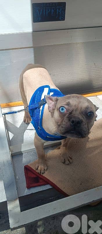 French bulldog puppy 4months old blue black eyes