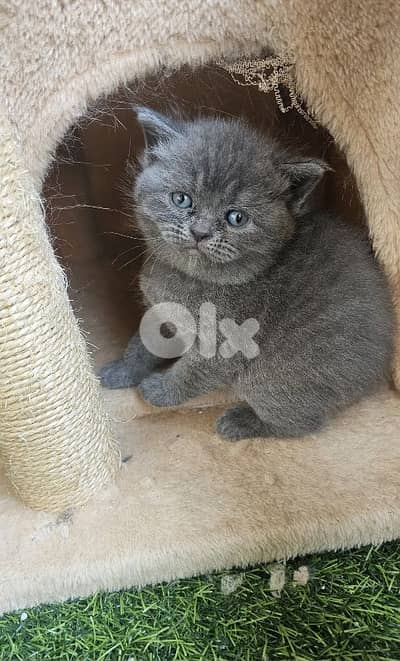 Pure Scotish and british Cats