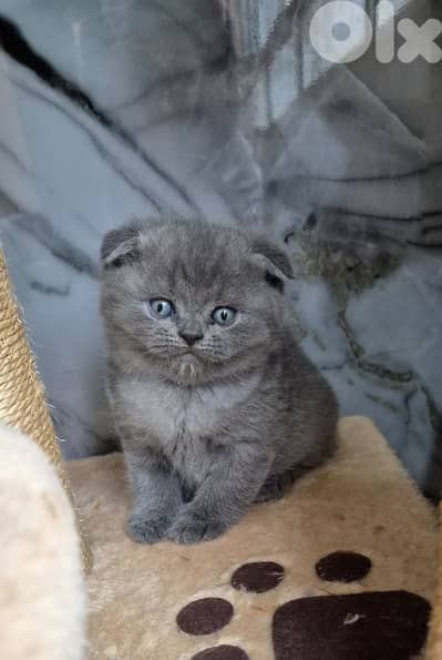 Pure Scotish and british Cats