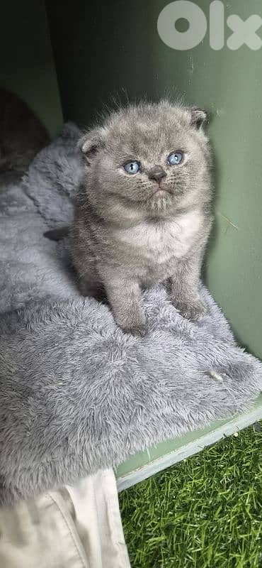 Pure Scotish and british Cats 3