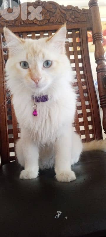 لبنان  بيروت