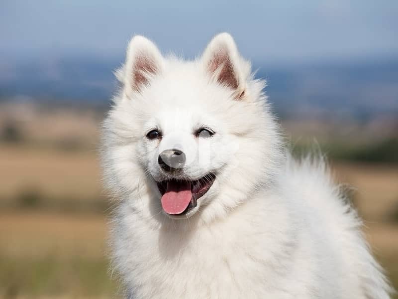 German Spitz 1