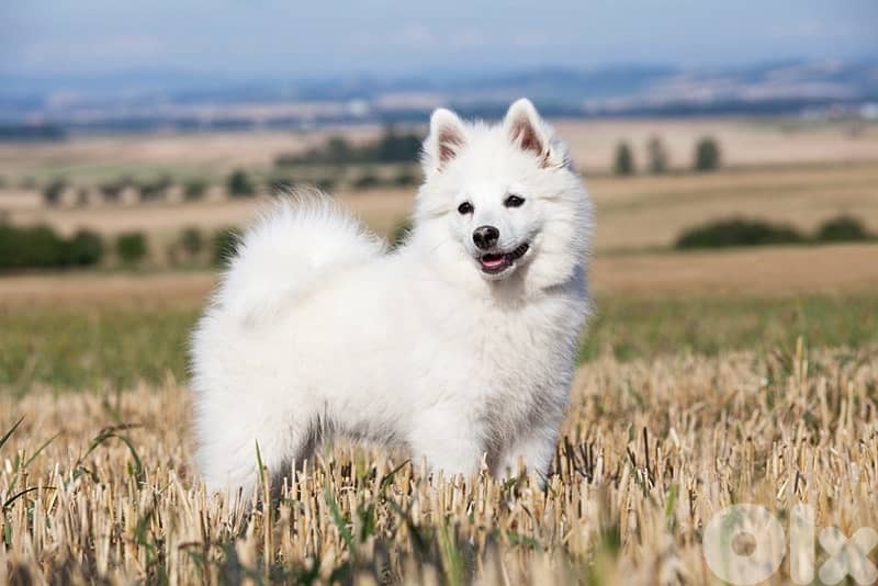 German Spitz 2