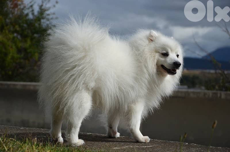 German Spitz 3