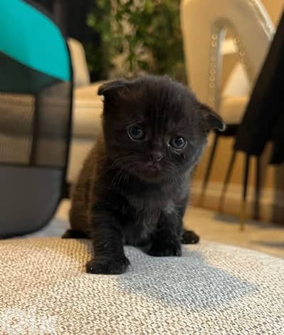Scottish Black kitten delivery available