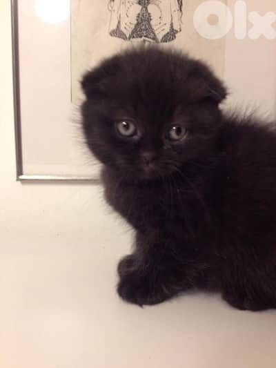 Scottish fold black kitten