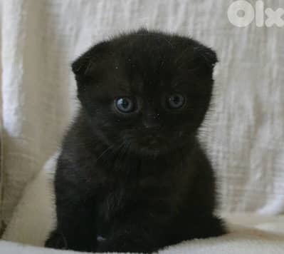 Scottish fold kitten black cutie delivery