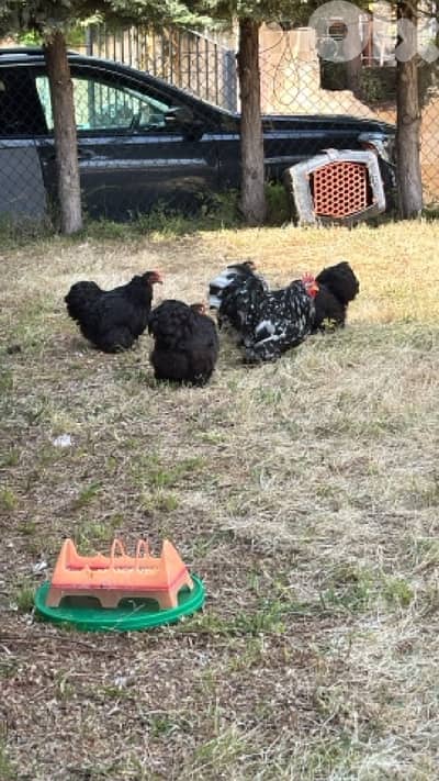 دجاج قزم فوتبول بلاك متلد مع دجاجتين لون اسود