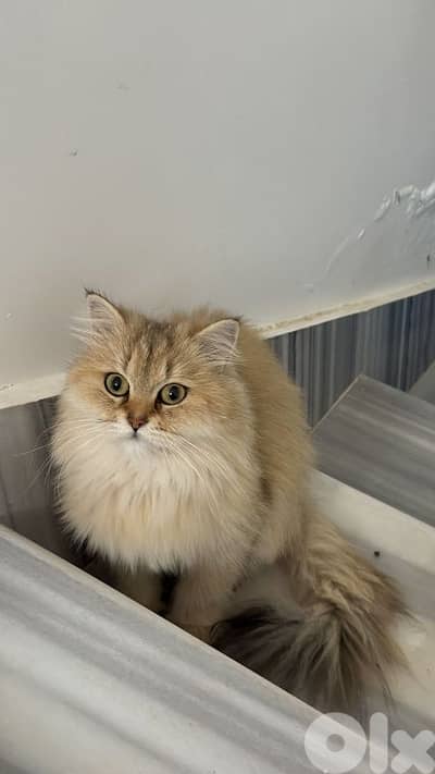 انتايه غولدن شنشيلا لونغ هير