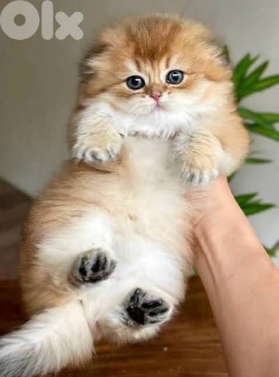 gold whtsap 70485808