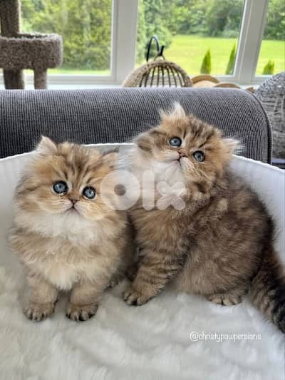 persian chanchilla and gold