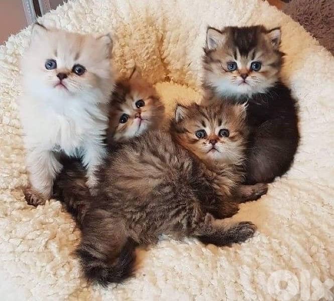 persian chanchilla and gold 1