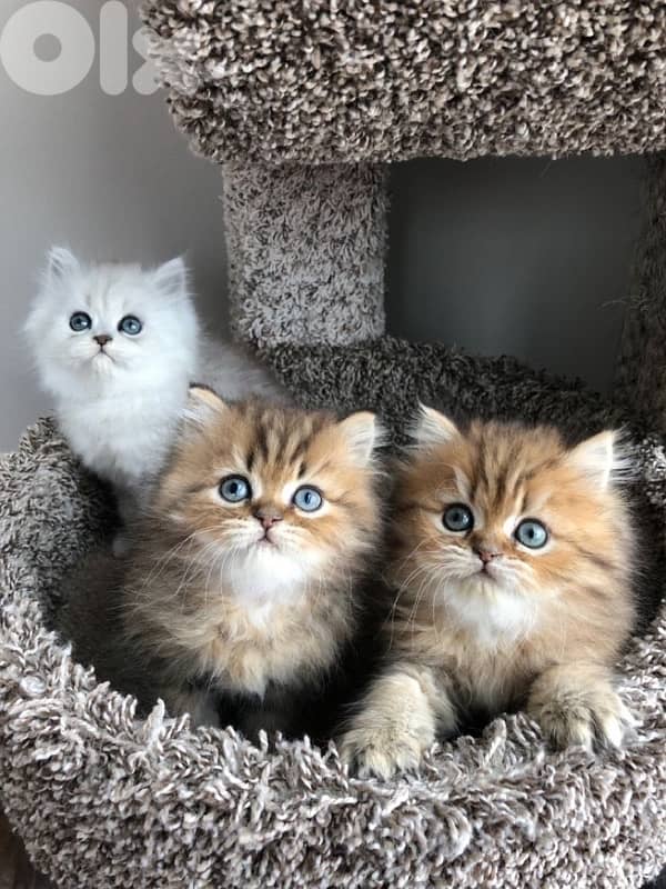 persian chanchilla and gold 2