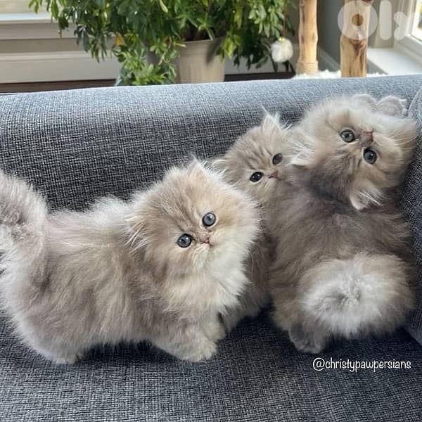 persian chanchilla and gold 4