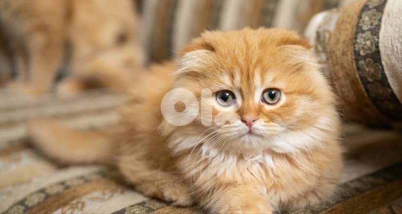 persian chanchilla and gold 5