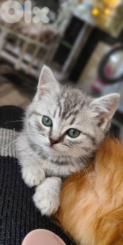 persian chanchilla and gold 7