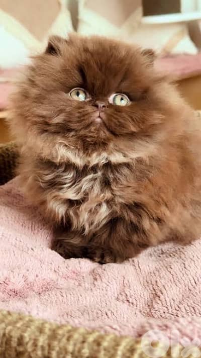 chocolata chocolata whtsp 70485808