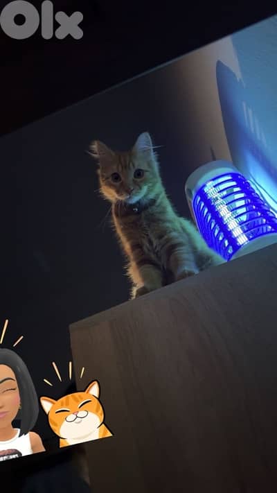 Main Coon & Persian Mix Kittens