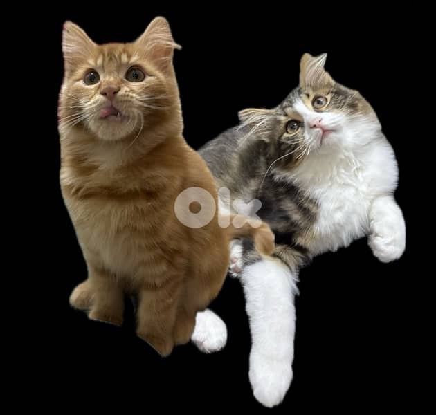 Main Coon & Persian Mix Kittens 1