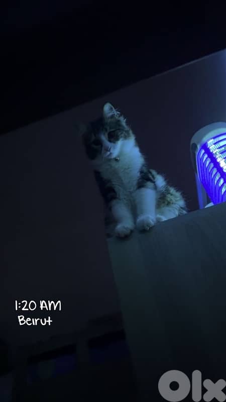Main Coon & Persian Mix Kittens 2