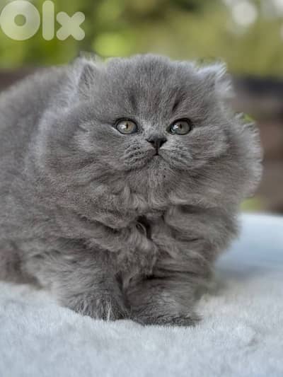 british & persian & scottish