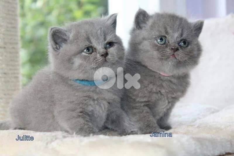 british & persian & scottish 1