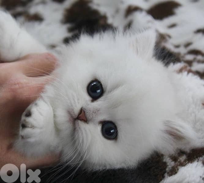 british & persian & scottish 2