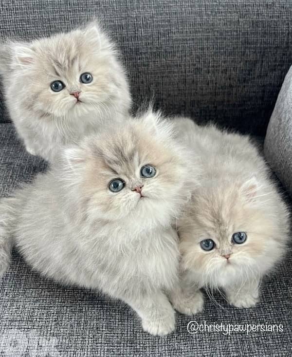 british & persian & scottish 3