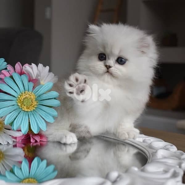 british & persian & scottish 4